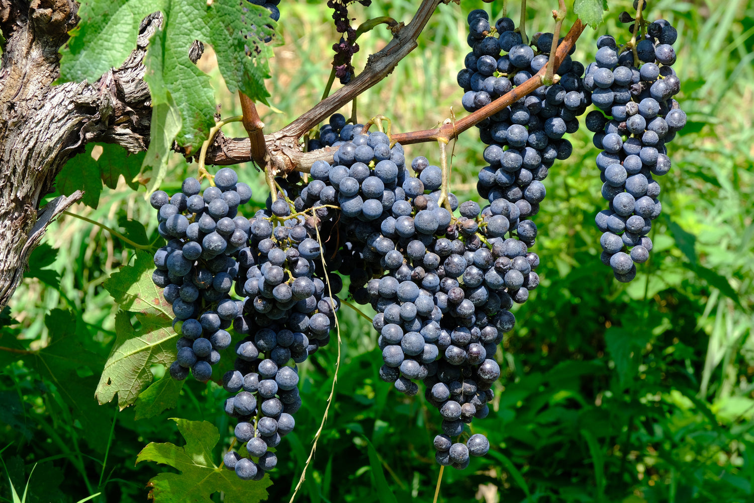 MERLOT DEL TICINO